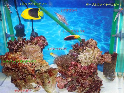 ユラユラ珊瑚水槽140706.jpg