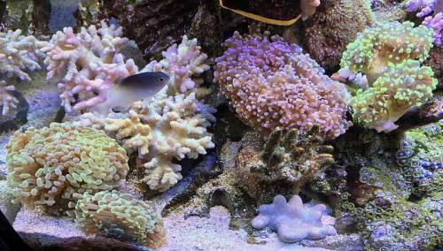 新入り珊瑚3種170101.jpg