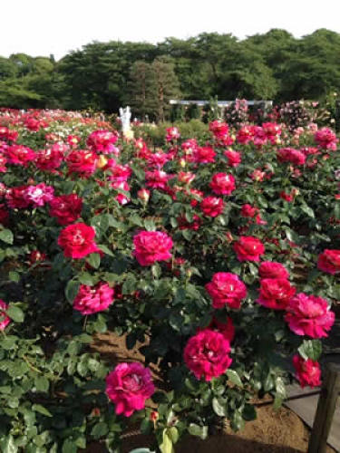rosegarden02.jpg