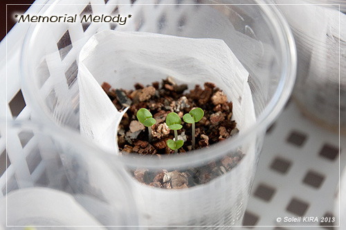 バジル 130501basil.jpg