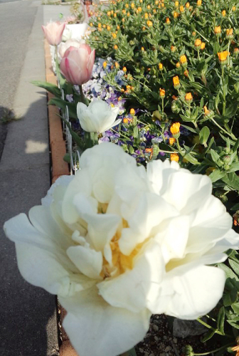 004.8のチューリッフ?たち.jpg