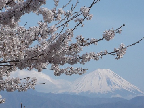 桜＆富士山１.jpg