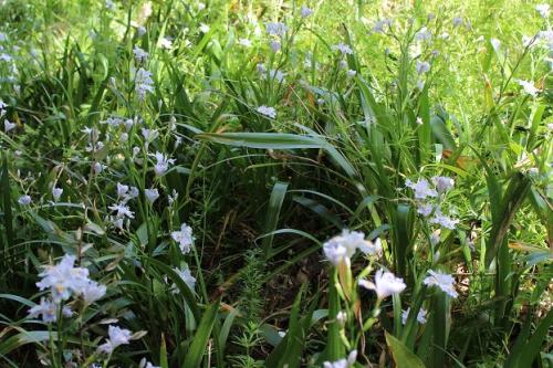 20150404 シャガ5.jpg