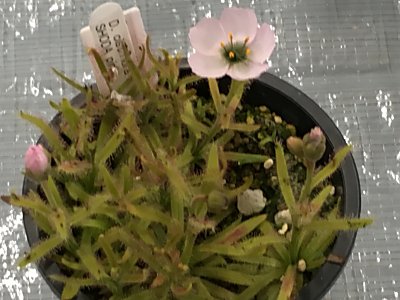 昨日は第86回関西集会だったのです!! | 僕の食虫植物日記 - 楽天ブログ