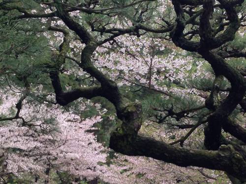 栗林公園・松と桜.jpg