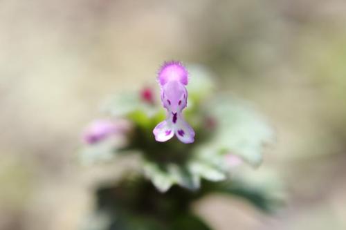 20160403 ホトケノザ.jpg