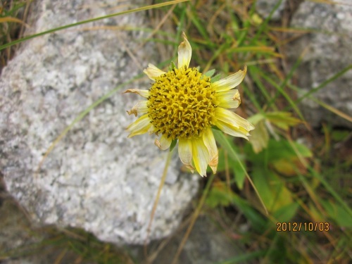 IMG_3334黄色い花.jpg