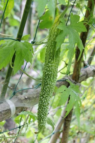 20160815 ニガウリ(ゴーヤ)5.jpg