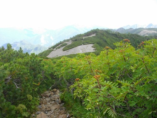 仙丈ケ岳藪沢ナナカマド (2) (500x375).jpg