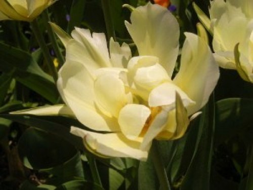 DSCN8014 (300x225).jpg