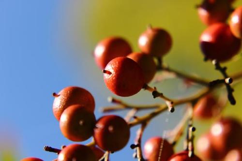 20151103 ナンテン2.jpg