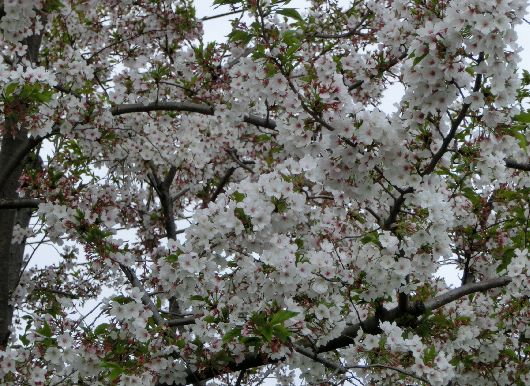 桜の花と交代するようにケヤキの新緑が美しい やっぱり山と花が好き 楽天ブログ