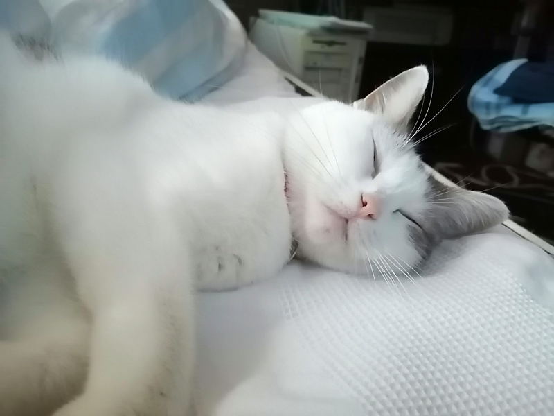 飼い主さんを起こしに来る猫 Memorial Melody メモリアルメロディー Kiraのフォトブログ 楽天ブログ