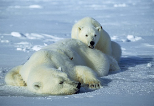 polar-bears-baby-resting.jpg