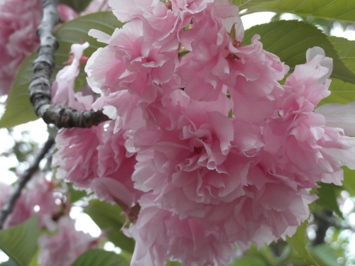 DSCF1629.JPG
