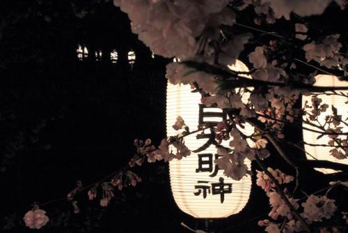 20160401 夜桜3.jpg