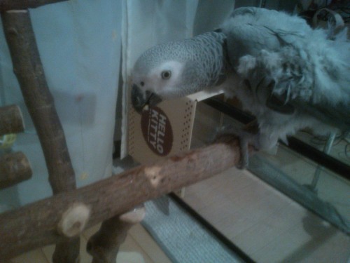 5 待ちに待った･･スタンド♪.JPG