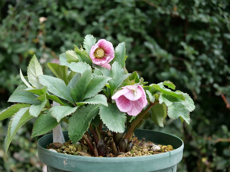 20th チベタヌス交配開花！ | 植物男子ツボニワー - 楽天ブログ