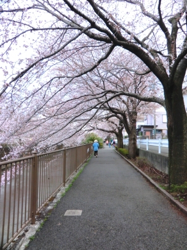 恩田川と桜2.jpg