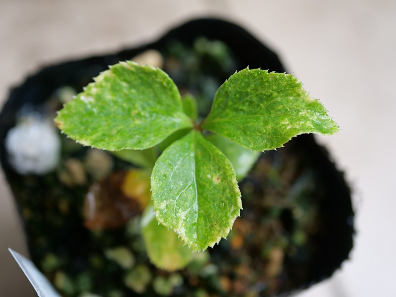 実生斑入りクリスマスローズの行方 | 植物男子ツボニワー - 楽天 実生斑入りクリスマスローズの行方 | 植物男子ツボニワー - 楽天
