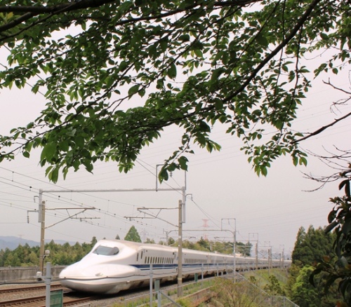 IMG_7632 zinnzixya.jpg