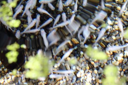 20160327 白メダカ2.jpg