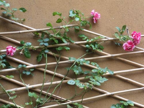 20 martedi 3 rose.jpg