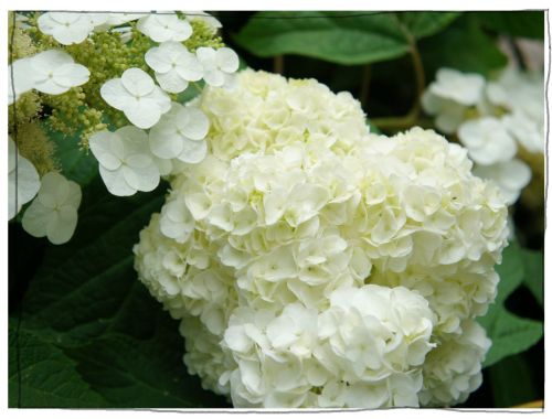 稲沢あじさいまつり 大塚性海寺歴史公園・性海寺