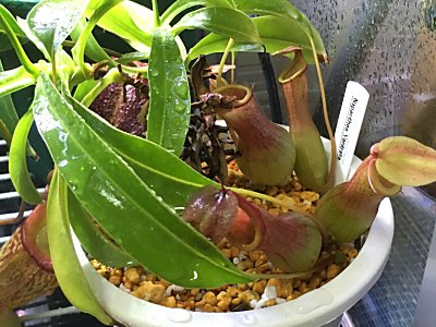 続 ネペンテス移動 僕の食虫植物日記 楽天ブログ 続 ネペンテス移動 僕の食虫植物日記 楽天ブログ