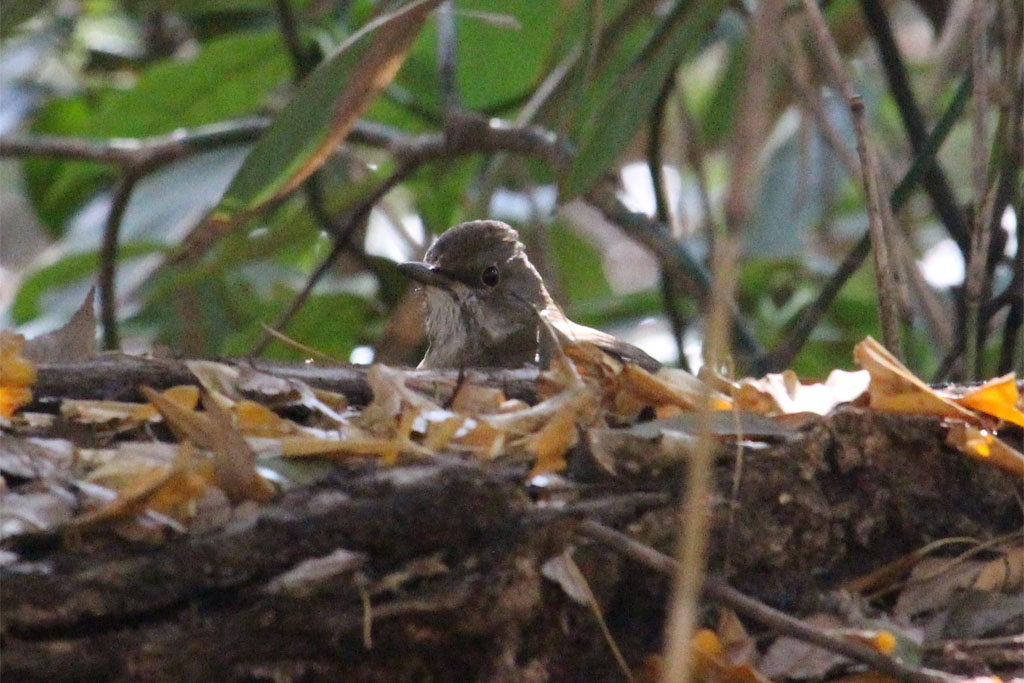 シロハラ？（明治神宮）
