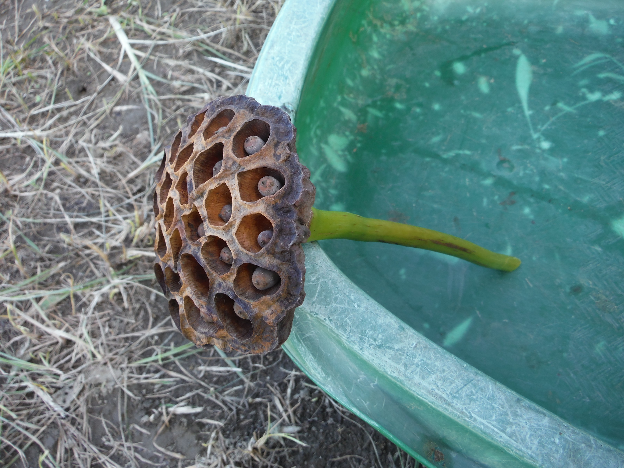 ハスの花托 通気口が面白い アラ古希夫婦の菜園生活 楽天ブログ