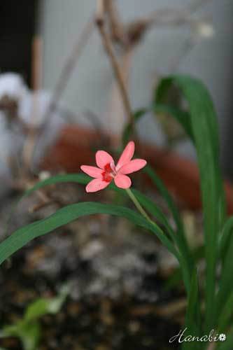 20120530オレンジの花.jpg