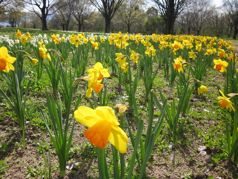 大垣の春の花 続々登場 大垣市ブログ 楽天ブログ