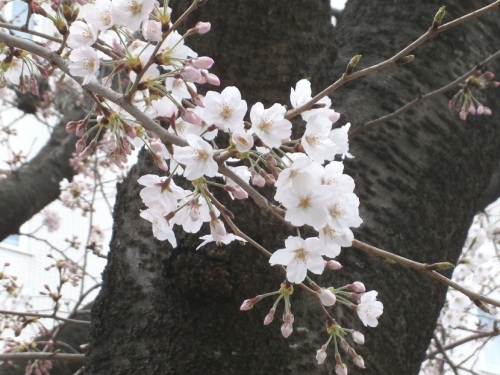 公園ノ桜２.JPG