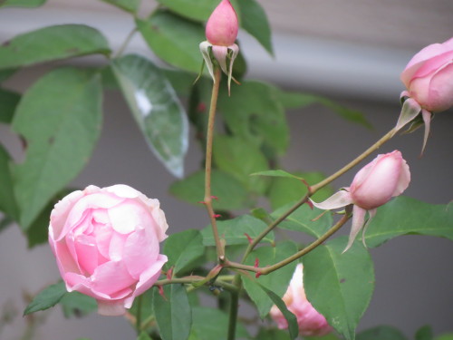 2014年11月10日 005.JPG