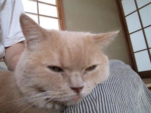 ブラッシングした１.JPG
