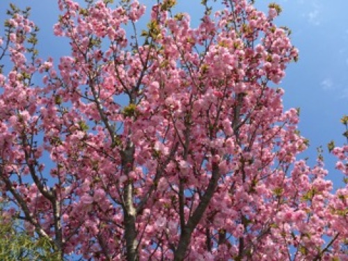 庭の桜満開1.jpg