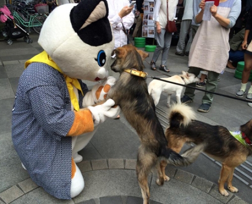 kawagoe-dog.jpg