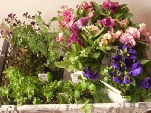 DSCN5936 (300x225).jpg