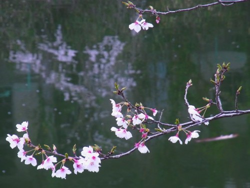 篠山さくらお菓子の里 (85)0110.jpg