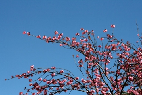 八重桜-1.jpg