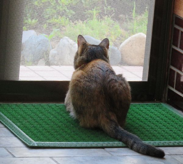 番猫 ねこにゃんず 楽天ブログ