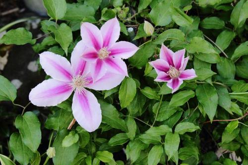 20160429 クレマチス紫2.jpg