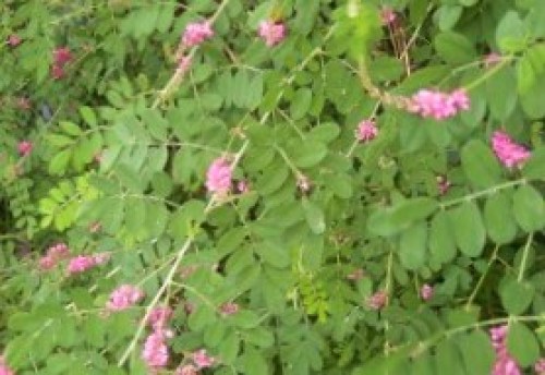 DSCN3282 (300x225).jpg