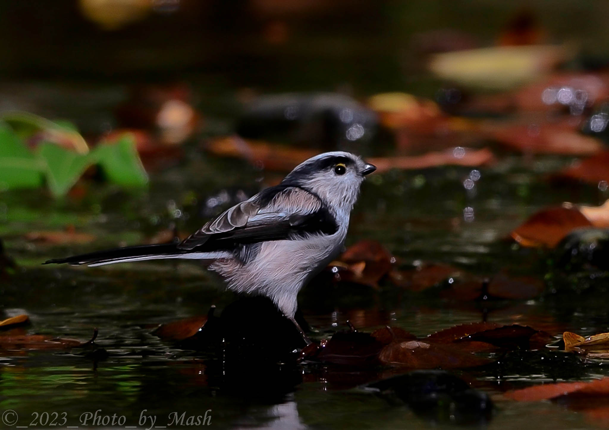 エナガ Long-tailed tit | MASHの野鳥写真ブログ - 楽天ブログ