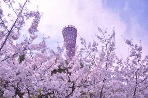 神戸ポートタワーの桜のお花見.jpg