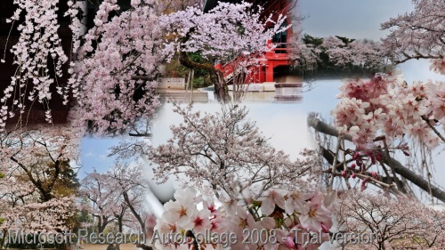 AutoCollage_12_sakura-2.jpg