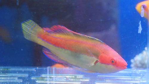 イトヒキベラ141209b.jpg