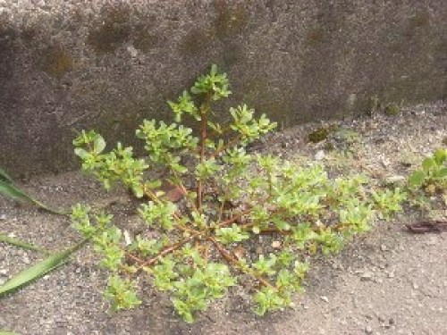 DSCN2637 (300x225).jpg