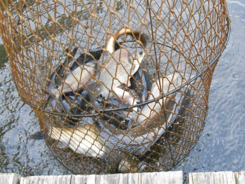 釣り堀の釣果